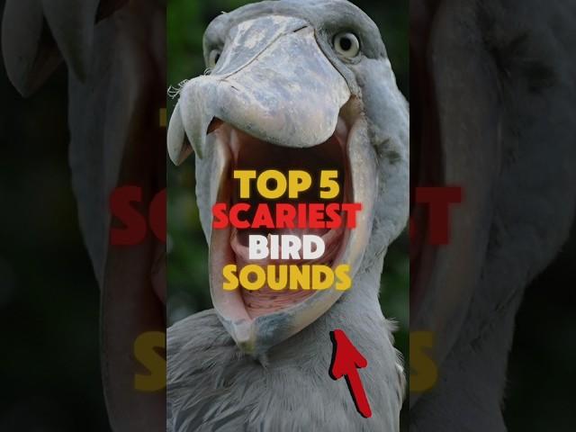 FIVE SCARIEST BIRD SOUNDS IN THE WORLD.