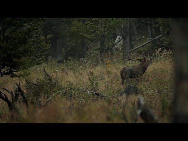 Jelenia ruja 2021 Orava - deer show. Wild animals and nature.