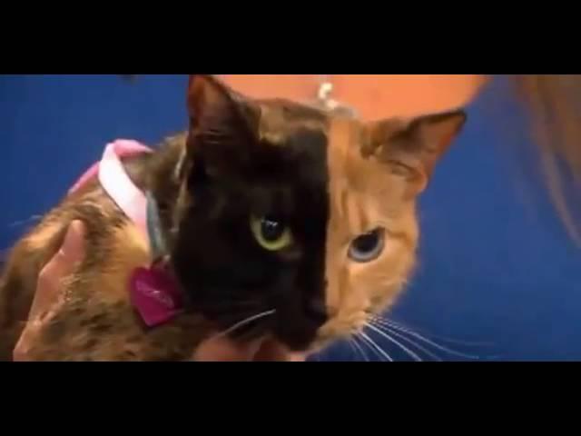 Meet Venus, The World's Only Known Two Faced Cat