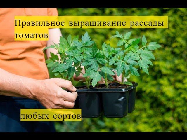 Правильное выращивание рассады томатов