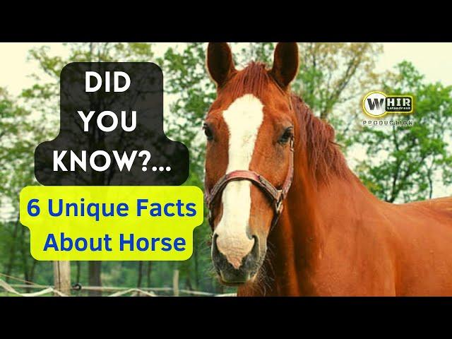 Did you know? Here are 6 Unique Facts About Horses (Whir Latandrank)