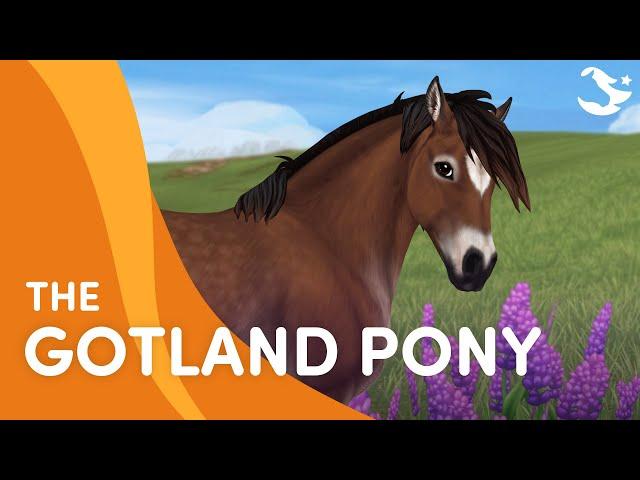 Meet the Gotland Pony! ️ | Star Stable Breeds