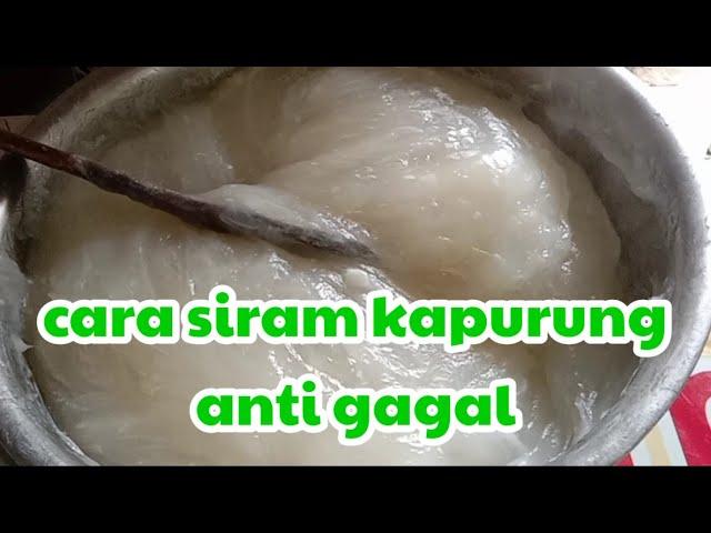 CARA SIRAM KAPURUNG ANTI GAGAL