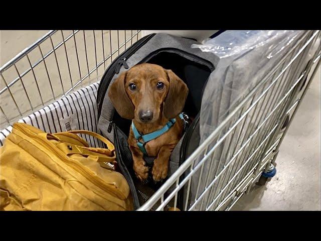 Mini dachshund goes to IKEA!