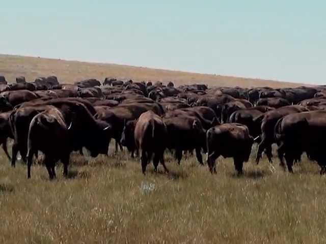 Shad Olson Reports: The Return of the Buffalo