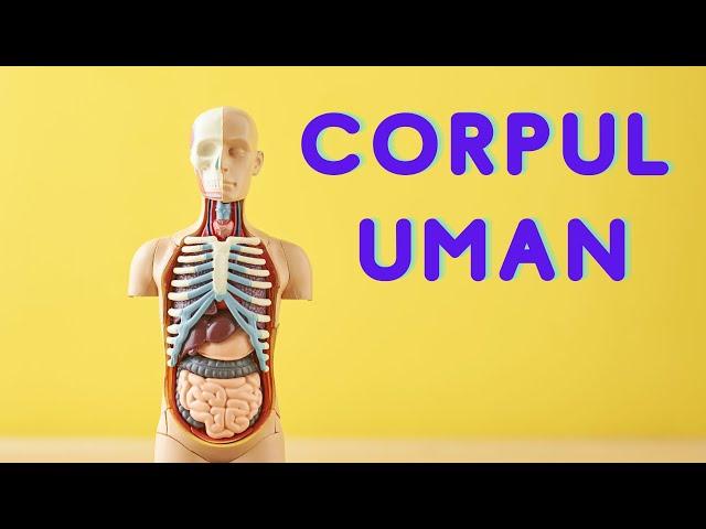 CORPUL UMAN pe înțelesul copiilor | Organele