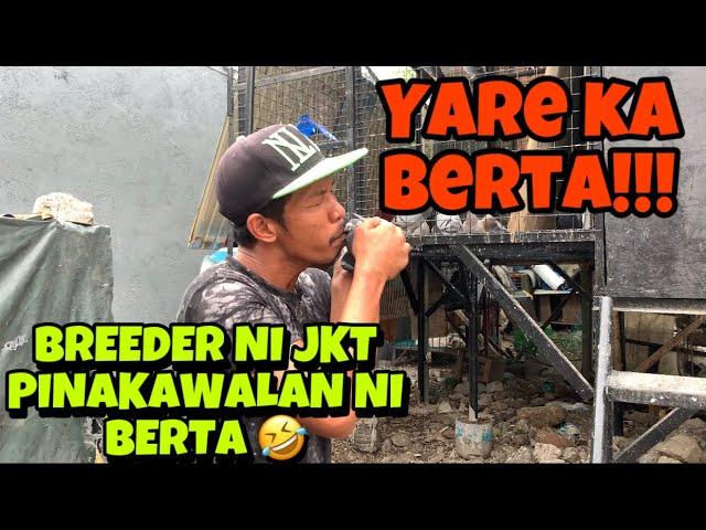 BERTA PINAKAWALAN ANG KALAPATI BREEDER NI JKT LOFT