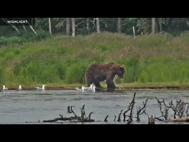 River Watch - Katmai National Park 2022 Season Highlights