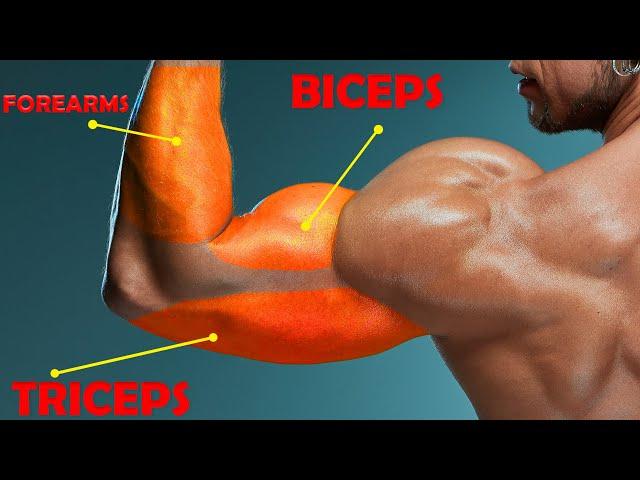 Top 5 Bicep Workout Tricep Workout and Forearm Workout to Build Big Arm