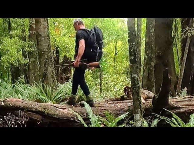 Hunting the Urewera forest for Red deer