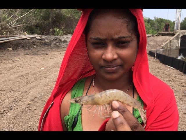 Prawns,Shrimp Catching in Guyana Part:3