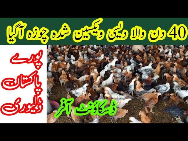 40 day fully vaccinated chicks available at very cheap price || By Dr.Saad