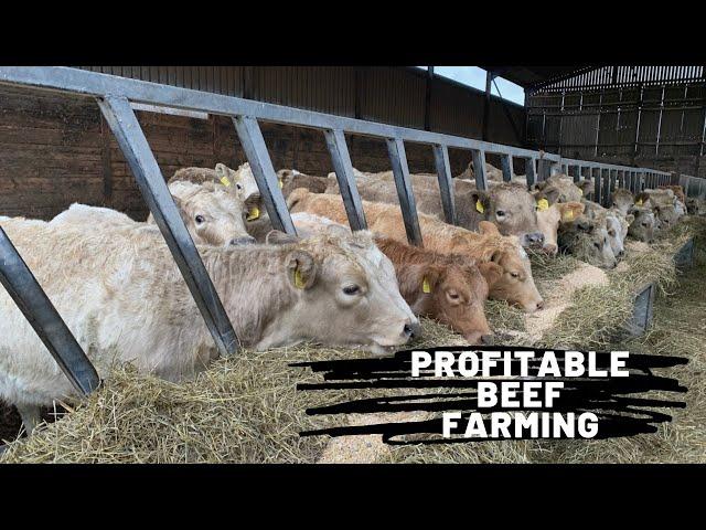 Profitable Beef Production… How we put beef on your table.