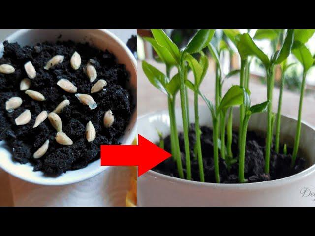 Easy Way To Grow Lemon Seed Fast | Best Way to Grow Citrus Seed