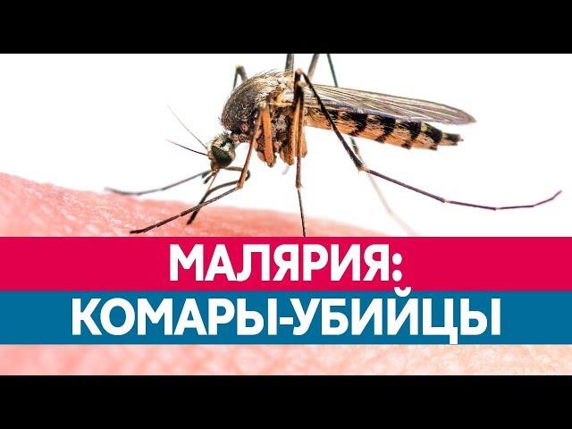 ЧЕМ ОПАСНА МАЛЯРИЯ? Какие комары ее разносят и каковы ее последствия?