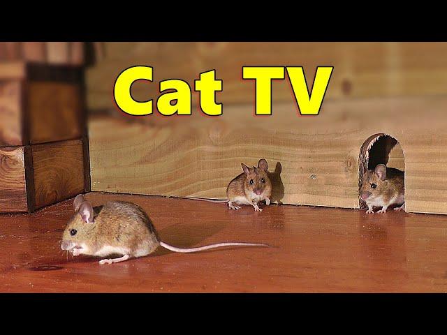 Cat TV ~ Mice in The Jerry Mouse Hole  8 HOURS  Videos for Cats