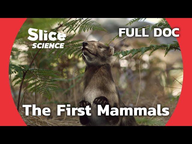 Chinese Fossils Reveal the Evolution of Mammals | SLICE SCIENCE | FULL DOCUMENTARY