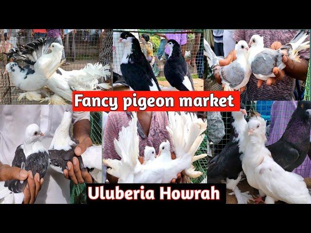 fancy pigeon market