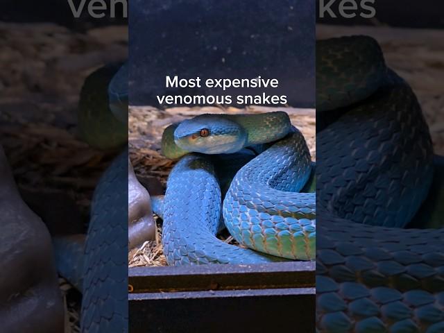 I spent all of my money on venomous snakes.