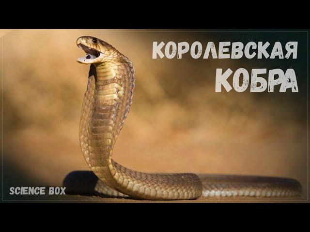 КОРОЛЕВСКАЯ КОБРА - САМАЯ БОЛЬШАЯ ЯДОВИТАЯ ЗМЕЯ / ГАМАДРИАД / SCIENCE BOX