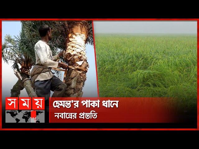 বরেন্দ্র'র প্রকৃতিতে শীতের আগমনী বার্তা | Winter Season | Hemanta Season | Varendra | Somoy TV