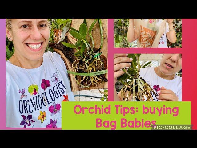 Orchid Tips- Buying Bag Babies from @HomeDepot @BetterGro Mounting my new Orchid!!!