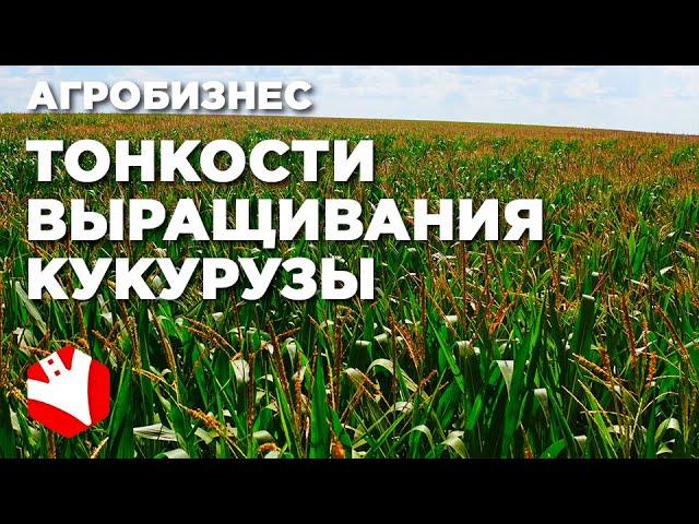 Выращивание кукурузы | КФХ Гриднев