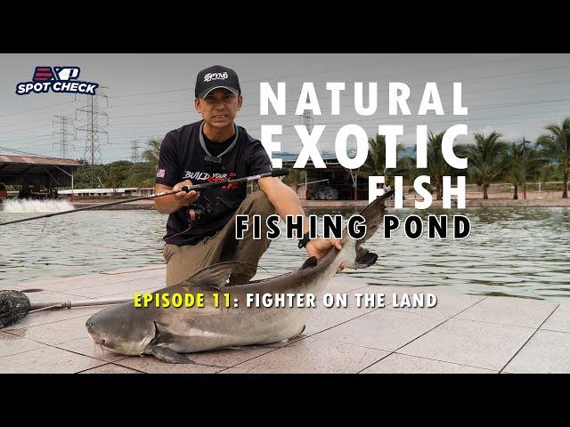 MANCING IKAN EXOTIC DARI LUAR NEGARA [EXP SPOTCHECK EP11]