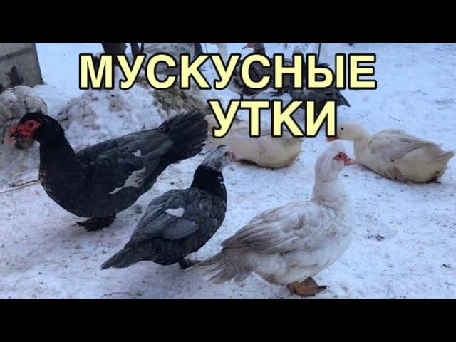 Мускусные утки - Удивительная птица / Полное описание / Содержание / Разведение / История и Уход