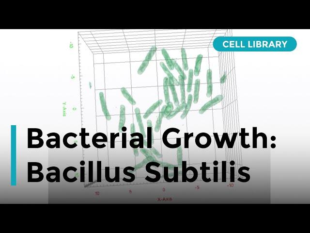 Growth of Bacteria: Bacilus subtilis