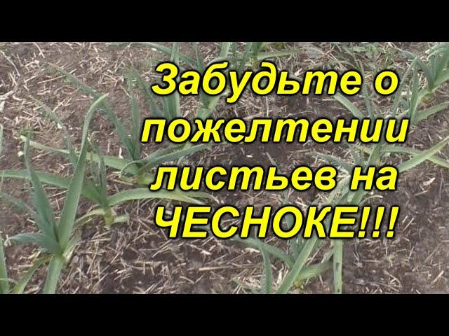 Пожелтел чеснок? Сделайте одну простую вещь и он снова станет зелёным!