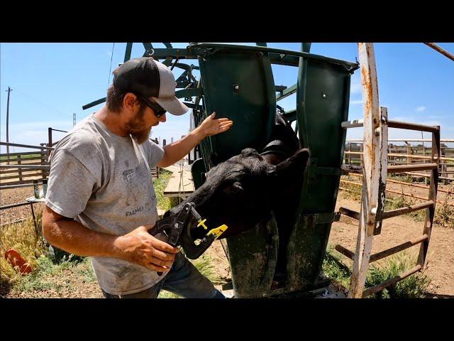 Spring Cattle Work Part 1- Home Ranch