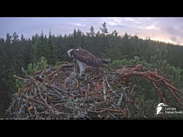 Zivju ērglis (Pandion haliaetus) Kurzemē 03.07.2024 05:42