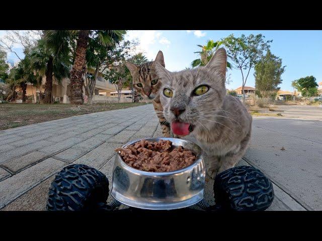 Paws on the Pavement: Street Cat Stories || RC Feeding Stray Cats 