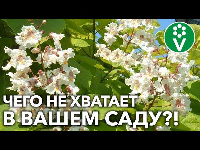 КАТАЛЬПА — ВСЕ, ЧТО ВЫ ХОТЕЛИ ЗНАТЬ О ВЫРАЩИВАНИИ! Редкое и прекрасное дерево для вашего сада!