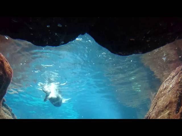 Otter-taucher, so graziös schwimmen unter dem Wasser. Выдра под водой.