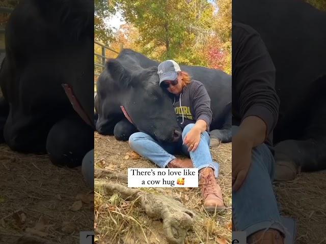 Cow Hugs Are Magical