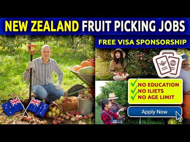 Fruit Picking Jobs New Zealand | New Zealand Work Visa & Work Permit 2023