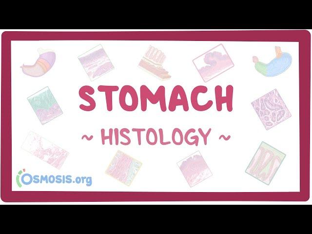 Stomach: Histology