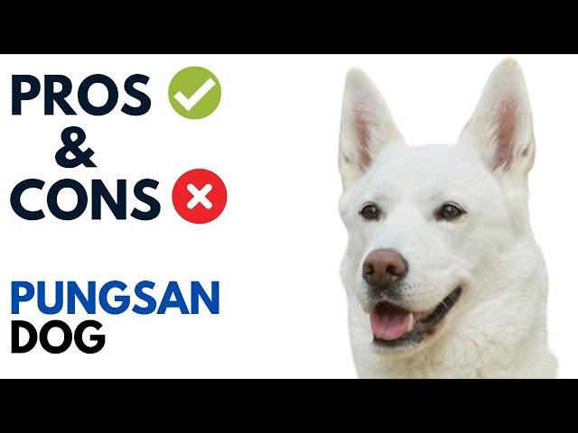 Pungsan Dog Pros and Cons | 풍산개 Korean Phungsan Advantages and Disadvantages