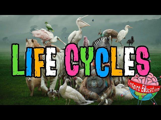 Animal Life Cycles