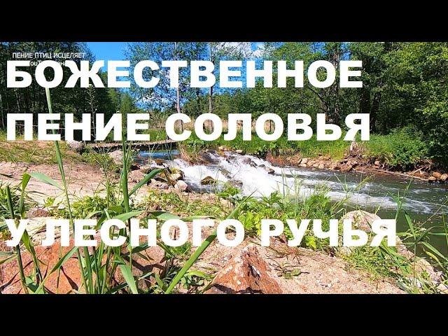 БОЖЕСТВЕННОЕ ПЕНИЕ СОЛОВЬЯ У ЛЕСНОГО РУЧЬЯ.ПЕНИЕ СНИМАЕТ ТРЕВОГУ,УБИРАЕТ ПЛОХОЕ НАСТРОЕНИЕ