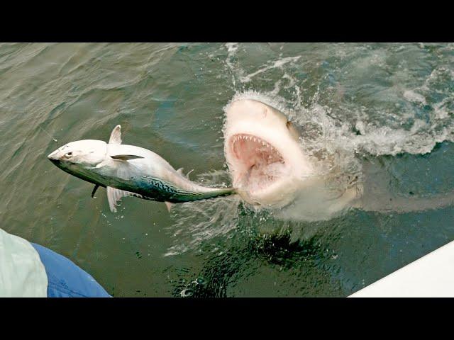 MOST INSANE SHARK CLIPS