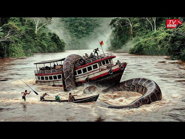 Sensation!! Giant Snake 40 Meters Long Still Alive in the River of Kalimantan Forest