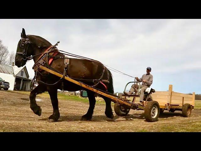 Can you run a Farm with just ONE Draft Horse??