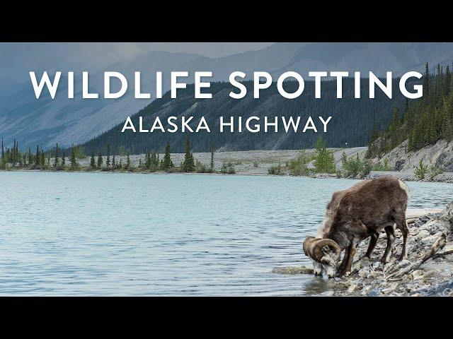 Wildlife spotting on the Alaska Highway