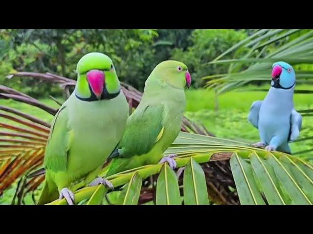 beautiful parrot video