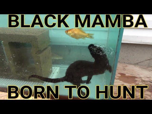 Diving For Aquarium Fish | Episode 7- Black Mamba: Born to Hunt