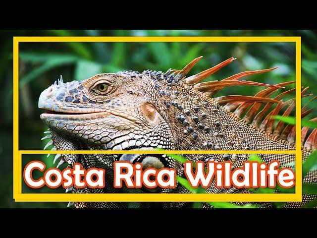 Costa Rica Wildlife Tours