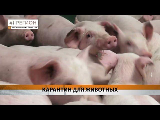 Новости Камчатки за 23 июля  2024 года